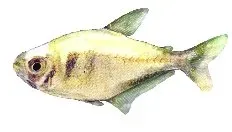 Näsets Ciklidhobby Brass Tetra Hyphessobrycon bifasciatus tetra >3 cm