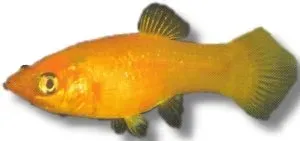 Näsets Ciklidhobby Gold Molly molly 3–4 cm gul