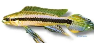 Näsets Ciklidhobby Weise's Dwarf Cichlid L dvärgciklid