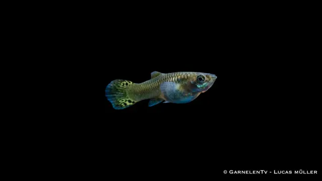 Guppy Snakeskin Grön hona Poecilia reticulata 5-6 cm