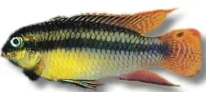 Näsets Ciklidhobby Pelvicachromis taeniatus akvariefisk XL