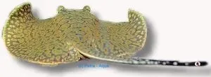 Näsets Potamotrygon laticeps rocka 15 cm sötvattensrocka