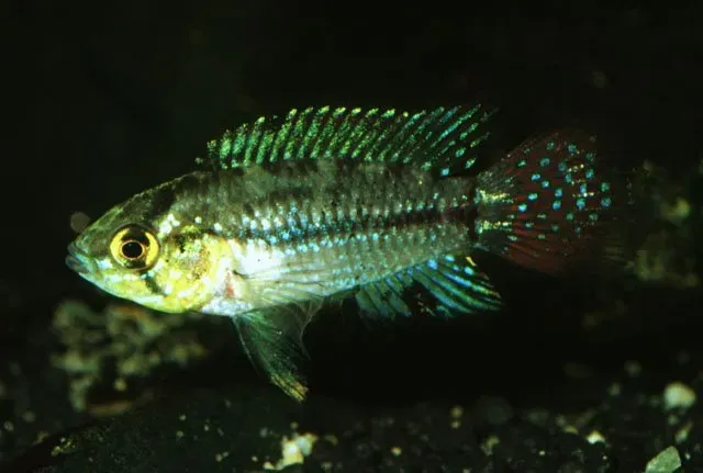 Näsets Ciklidhobby Pucallpa dvärgciklid akvariefisk XL