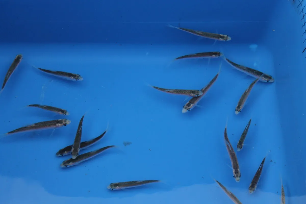 Näsets Ciklidhobby Leuciscus idus Gold/Blue id dammfisk