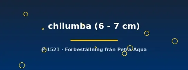 Näsets Ciklidhobby Aulonocara chilumba ciklid 6–7 cm malawi