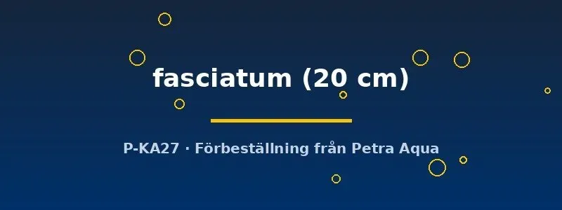 Näsets Ciklidhobby Pseudoplatystoma fasciatum mal 20 cm