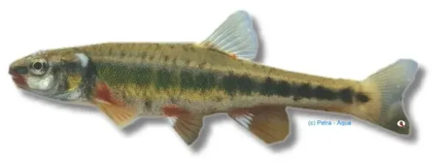 Phoxinus phoxinus elritsa 6 cm stimfisk