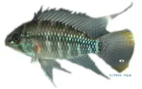 Näsets Apistogramma cruzi dvärgciklid 3–4 cm Cruzi