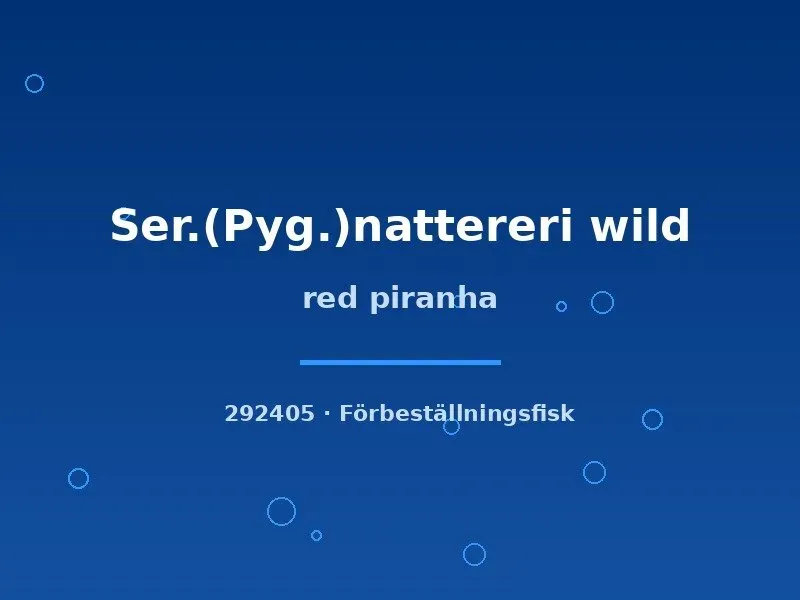 Näsets Ciklidhobby Red Piranha piraya 6–9 cm vildfångad
