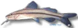 Näsets Ciklidhobby Pimelodella gracilis mal 5–6 cm bottenlevande