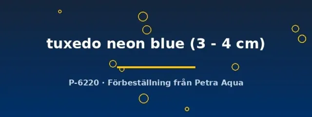 Näsets Ciklidhobby Blue Tuxedo platy 3–4 cm neonblå