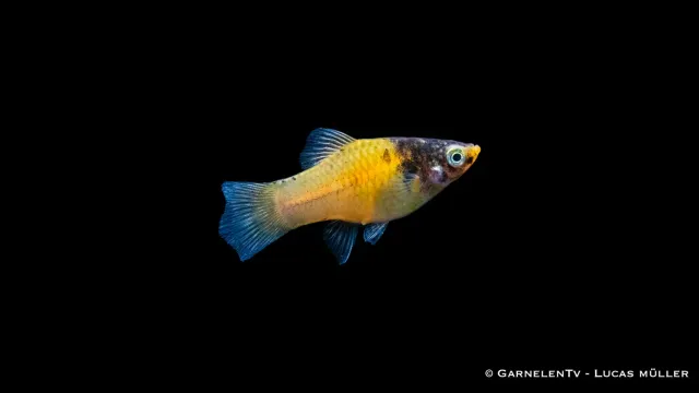 Garnelen TV Hummel Xiphophorus maculatus platy fläckig