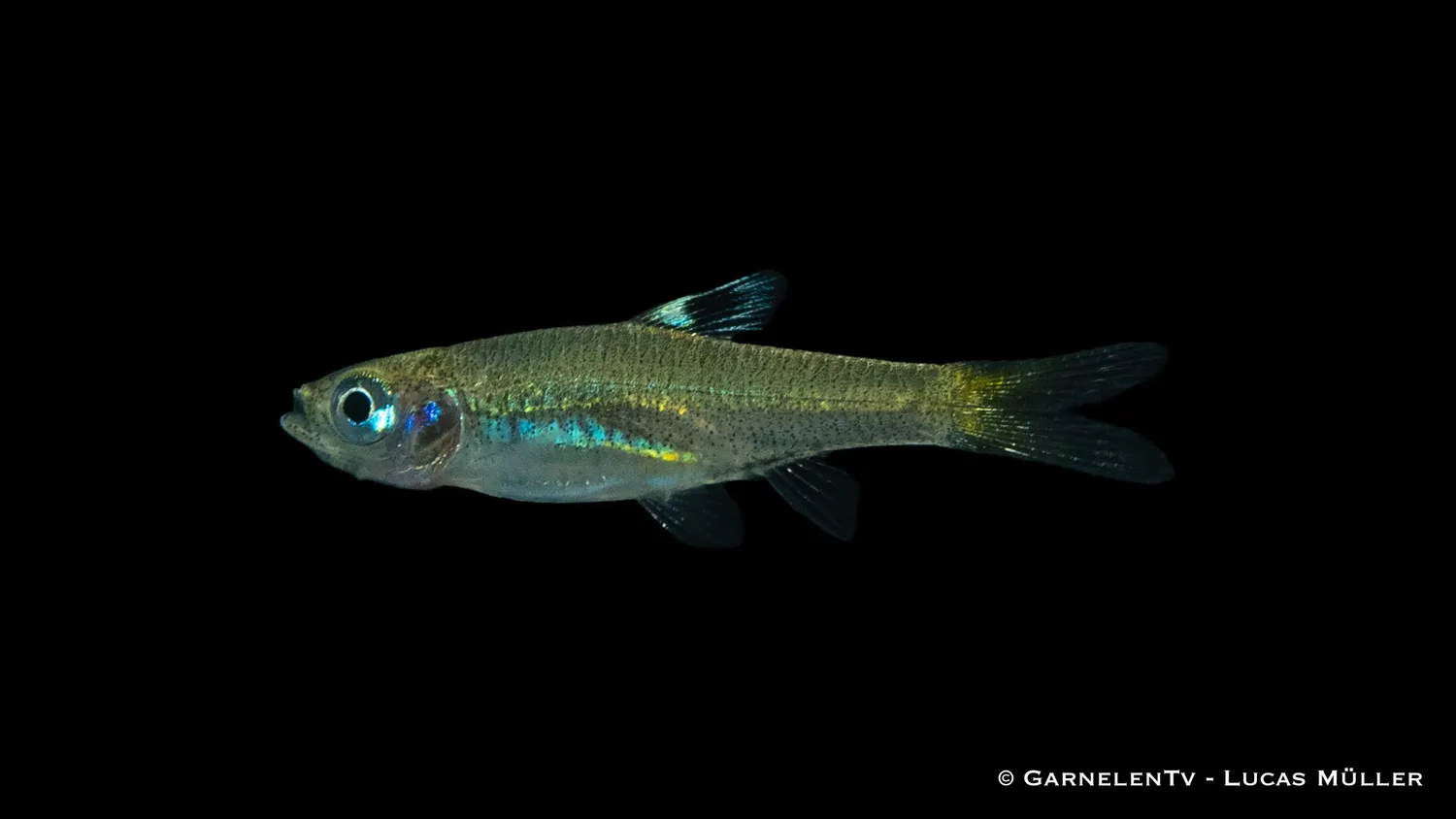 Garnelen TV Ögonfläcksrasbora Brevibora dorsiocellata stimfisk
