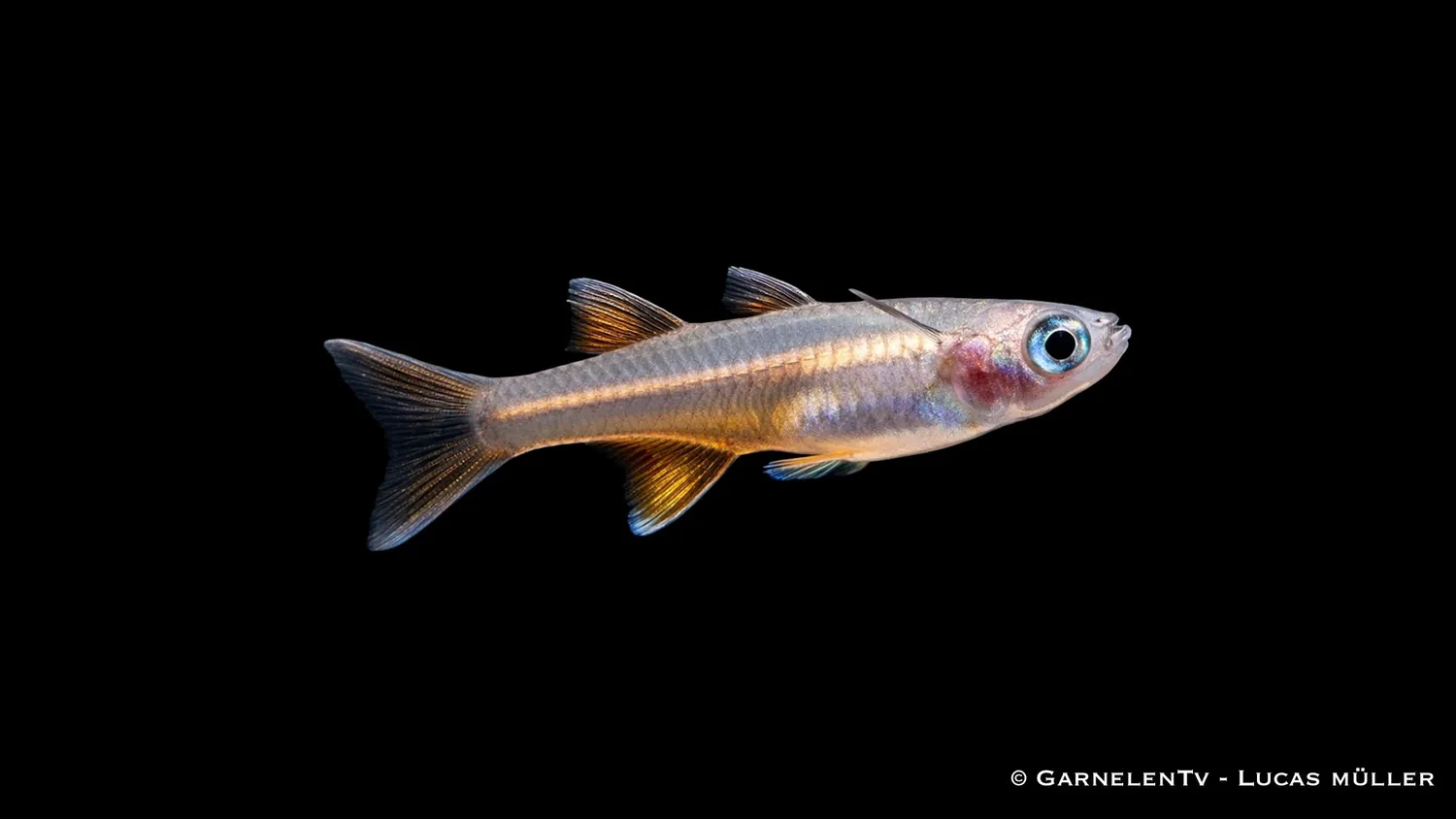Garnelen TV Pseudomugil signifer stimfisk