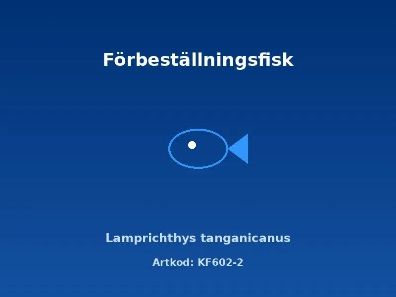 Näsets Ciklidhobby Lamprichthys tanganicanus 4-5 cm akvariefisk