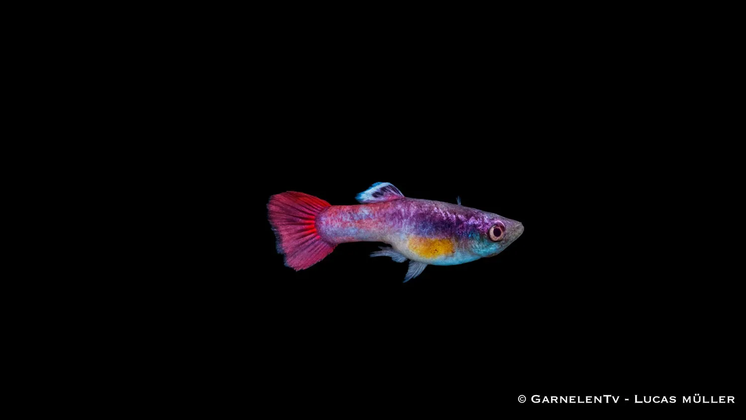 Guppy pink hane akvariefisk Poecilia reticulata