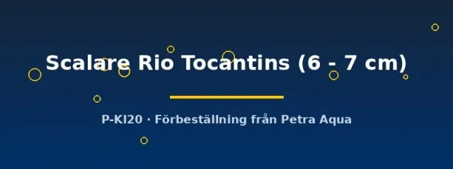 Pterophyllum Scalare Rio Tocantins skalar 6–7 cm vild
