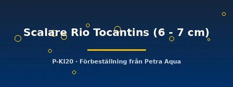 Pterophyllum Scalare Rio Tocantins skalar 6–7 cm vild
