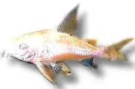 Näsets Ciklidhobby Corydoras paleatus albin mal 2,5–3 cm bottenfisk