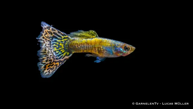 Garnelen TV Guppy Mosaik Poecilia reticulata hane 3-4 cm