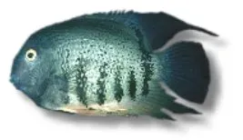Näsets Ciklidhobby Heros severum ciklid 4–5 cm