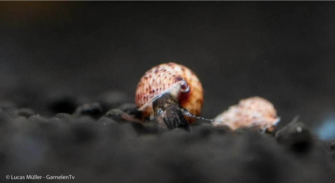 Garnelen TV tornsnäcka Melanoides granifera 2–3 cm algrensare