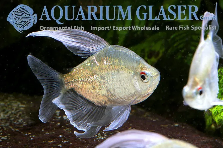 Näsets Ciklidhobby diamond tetra md-lg akvariefisk