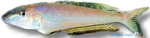 Näsets Ciklidhobby Enantiopus melanogenis ciklid 5–6 cm