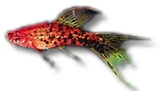 Näsets Berlin Lyra svärdfisk 4–5 cm Xiphophorus