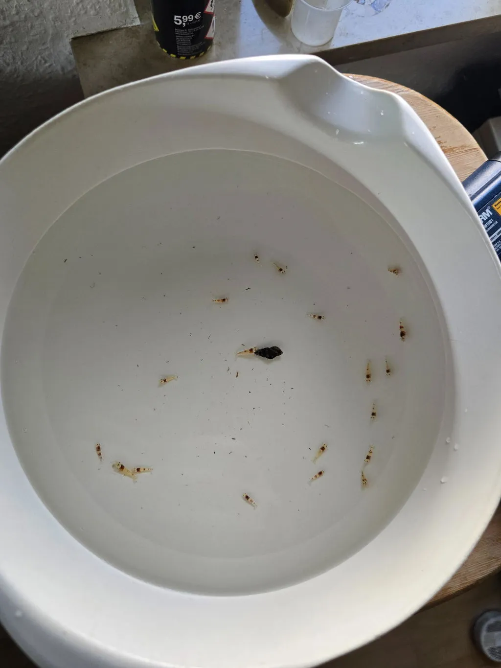 Garnelen TV Red Bee K4-K6 akvarieräka röd-vit