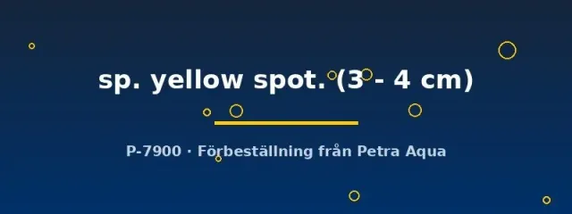 Näsets L59 Ancistrus yellow spot mal 3–4 cm algätare