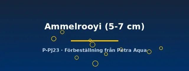Paracyprichromis Ammelrooyi ciklid 5–7 cm Tanganyika