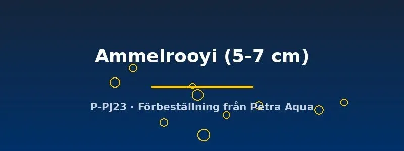 Paracyprichromis Ammelrooyi ciklid 5–7 cm Tanganyika