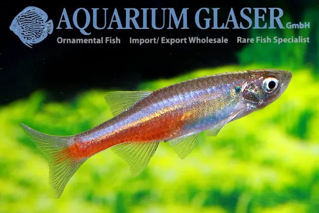 Näsets Ciklidhobby Devario sondhii wild stimfisk md-lg