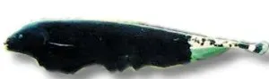 Näsets Ciklidhobby Apteronotus albifrons knivfisk 7–8 cm