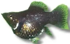 Näsets Ciklidhobby Ballon Molly Black akvariefisk 2,5–3 cm svart