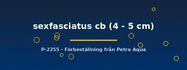 Näsets Ciklidhobby sexfasciatus akvariefisk 4–5 cm randig
