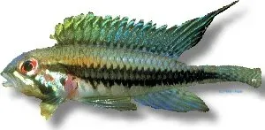 Näsets Ciklidhobby Apistogramma diplotaenia dvärgciklid 3–4 cm
