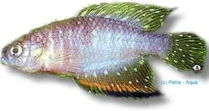 Näsets Ciklidhobby Cynolebias heloplites akvariefisk 3–4 cm