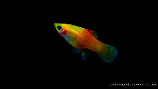 Garnelen TV Platy Ananas Xiphophorus maculatus sällskapsfisk gul