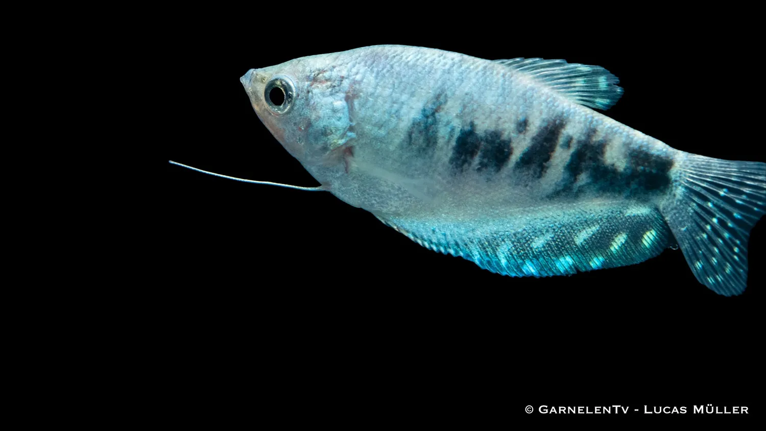 Garnelen TV Marmorfadenfisch Cosby labyrintfisk