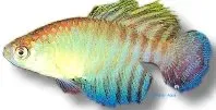 Näsets Cynolebias flammeus akvariefisk 3–4 cm killifisk