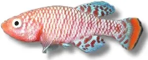 Näsets Ciklidhobby Nothobranchius rachovii killifisk 2,5–3,5 cm färg