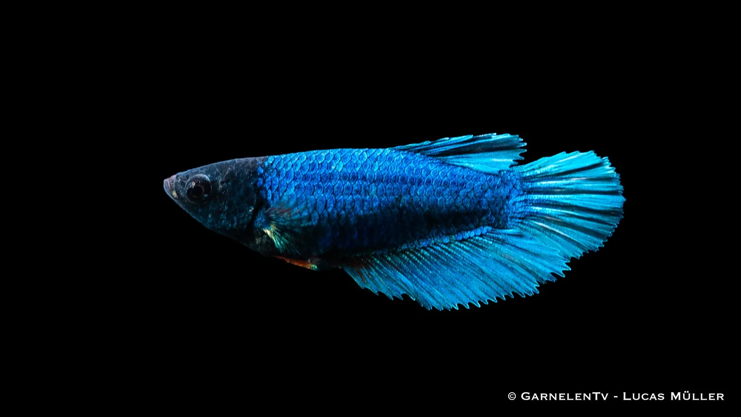Garnelen TV Halfmoon kampfiskhona Betta splendens färgmix