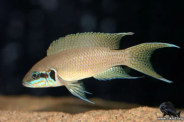 Näsets Ciklidhobby Prinsessan av Burundi akvariefisk 3,5–4 cm