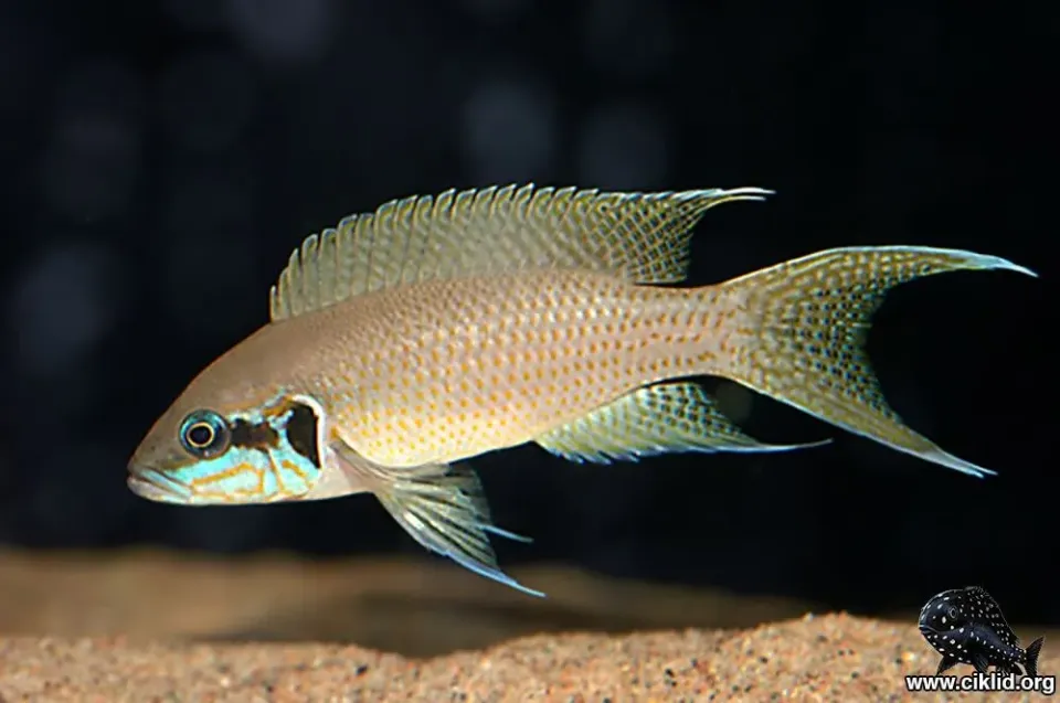 Näsets Ciklidhobby Prinsessan av Burundi akvariefisk 3,5–4 cm