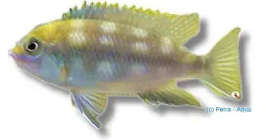 Näsets Ciklidhobby Pseudotropheus lanisticola ciklid 4–5 cm