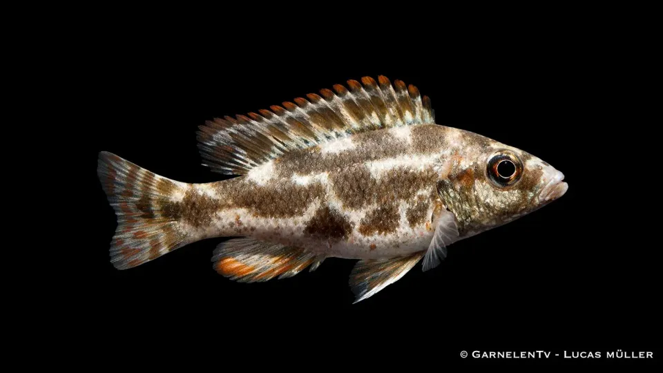 Garnelen TV Nimbrochromis livingstonii malawiciklid