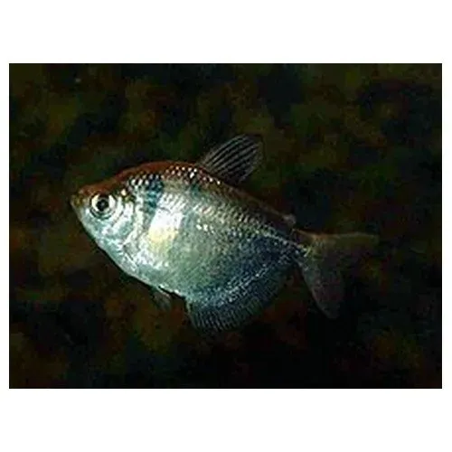 Näsets Ciklidhobby Gymnocorymbus ternetzi sorgmanteltetra