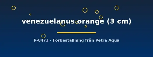 Näsets Ciklidhobby venezuelanus orange pansarmal 3 cm stimfisk